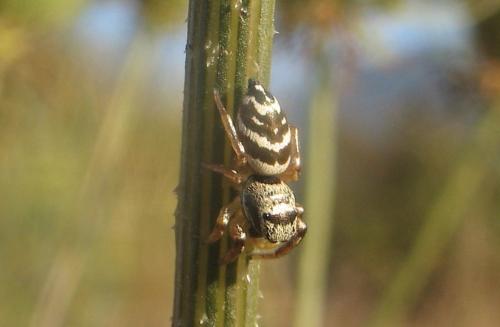 Réf. 236 747 : Heliophanus sp.
